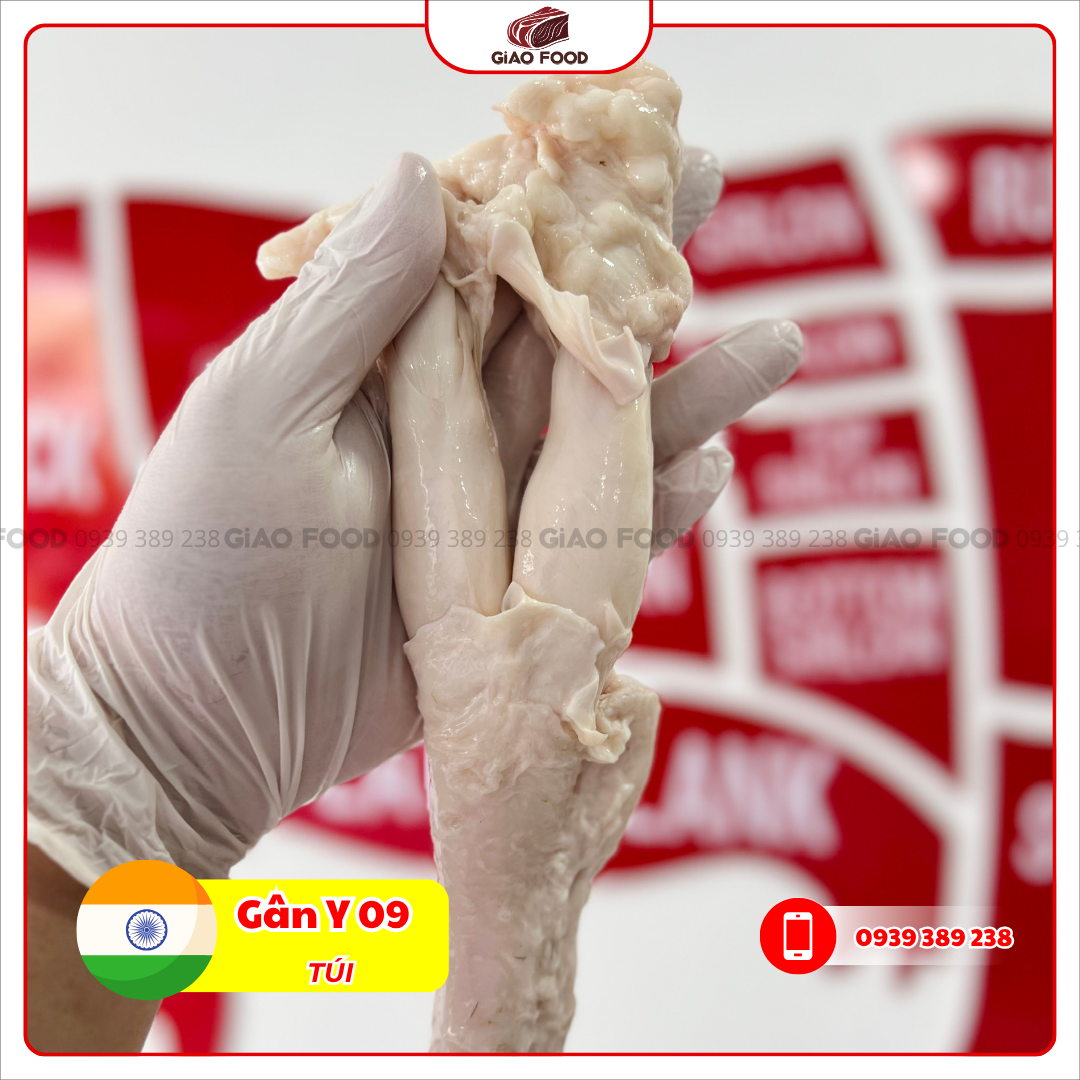 GAN Y 09 - TUI (2) Gân trâu Ấn Độ